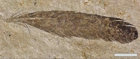 The feather originally described as Archaeopteryx is now known to be a dinosaur feather. Image Credit: Kaye et al 2019